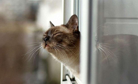 У суботу та неділю на Кагарличчині та Ржищівщині потепліє до +7