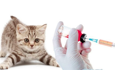 На Зіньківщині зафіксували випадок сказу у кота