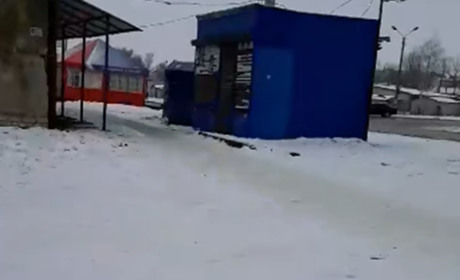 У Шостці зранку на жвавій вулиці невідомі зняли шкуру з собаки