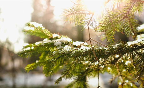 25 січня: День Тетяни. Народний календар і астровісник