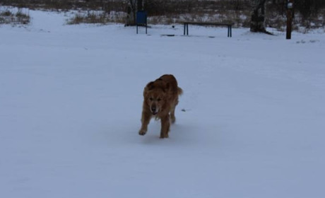 Гостра тема: безпритульна собака покусала старокостянтинівця