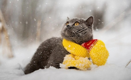 То сніг, то дощ: яка погода на Гадяччині буде найближчим часом?