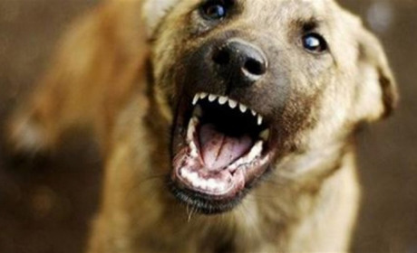 За вилов агресивних собак у Комбінаті комунальних підприємств платитимуть винагороду