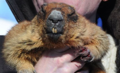 Харківський бабак передчуває, що весна буде ранньою