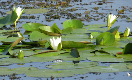Цікаві факти про «Озеро Болото» в Борівцях — комплексну пам’ятку природи