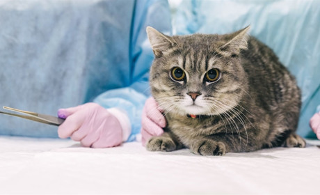 Знижки до Всесвітнього дня стерилізації тварин від ветклініки Alfa-vet. Що пропонують