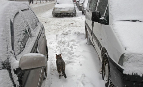 Снігопад на Кагарличчині та Ржищівщині триватиме без зупинки до вечора суботи - метеорологи 