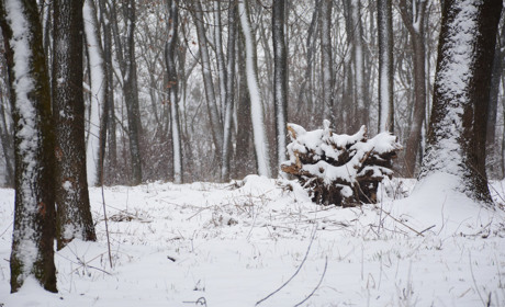 Як звучить Кагарличчина: Пори року авторської «Поеми» Ганни Ільєнко