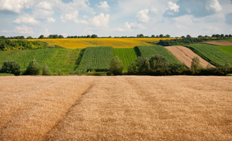 Як успадкувати земельну ділянку (пай)?