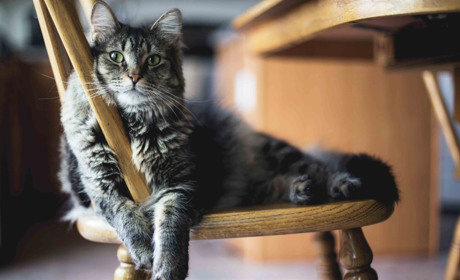 10 причин стати власником котика або чому в кожній конотопській родині повинен бути вусань