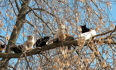 Що б ми робили без цих котів?