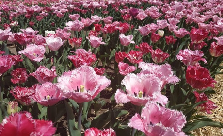 Святкові і вихідні дні у березні: плануємо відпочинок і подорожі