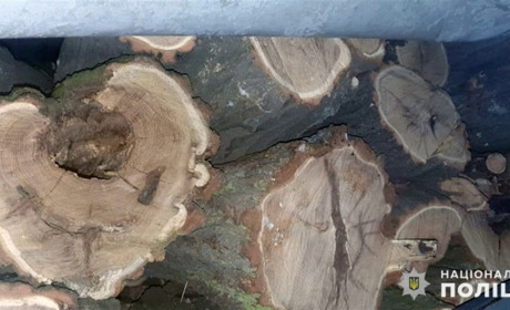  Поліцейські Добропілля виявили незаконних лісорубів