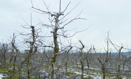 Березень: поради, що робити в саду і на городі. Посівний календар
