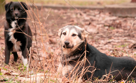 Ответственность за жестокое обращение с животными: куда обращаться