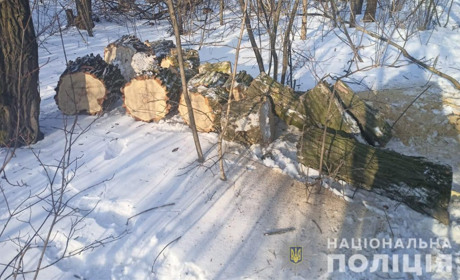 Ліси вирубують. Правоохоронці вилучили близько тридцяти складометрів незаконно зрубаної деревини 