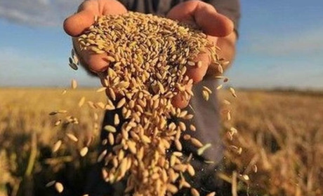 Чи вплинуть погодні умови на врожай Гадяччини: розповідають експерти