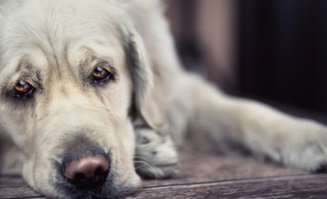 Почему дети жестоко обращаются с животными: комментарий психолога