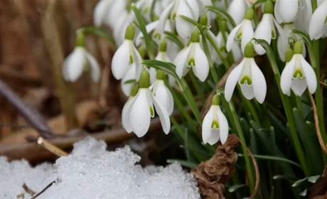Погода на Гадяччині з 8 по 14 березня: «мінуси» повертаються