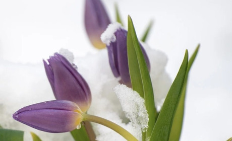 Погода у Старокостянтинові з 8 по 14 березня: поступово теплішатиме