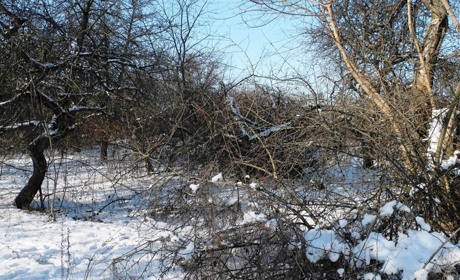 «Інтернатівський» сад виростила переяславська родина Спасенків. Правнуки хочуть зберегти місцину