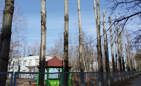 Дерева без гілок привертають до себе багато уваги. Читайте навіщо це зробили в Южноукраїнську