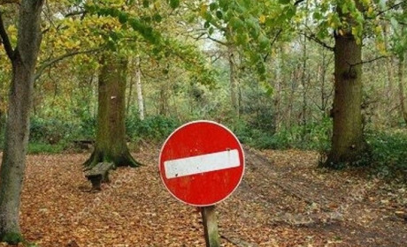 На Луганщині планують заборонити громадянам відвідувати ліси: чому та на який період