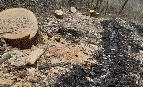 На території дендропарку «Гайдейка» у Киселеві незаконно вирубали дерев майже на пів мільйона