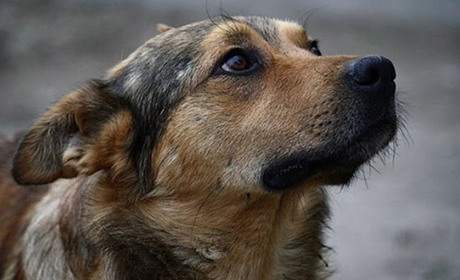 Собака буває кусючим: чи будуть у Добропіллі вирішувати питання з безпритульними тваринами