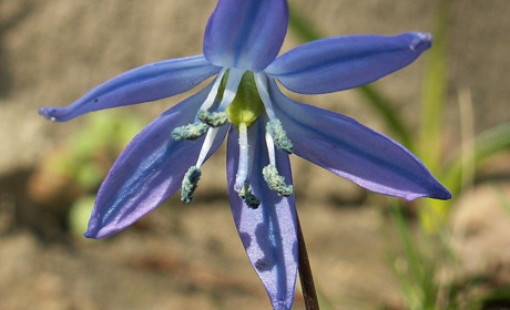 Троїчани відзначають десятий ювілей літературного об’єднання “Пролісок”