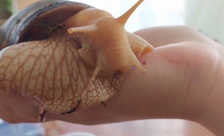 Троїцькі діти познайомилися з равликами-ахатинами