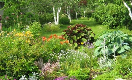 Сусідство рослин. Сумісність рослин в саду