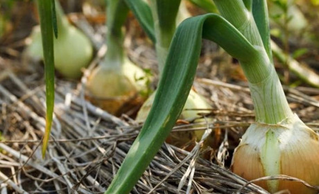 Як садити цибулю навесні для збору раннього врожаю