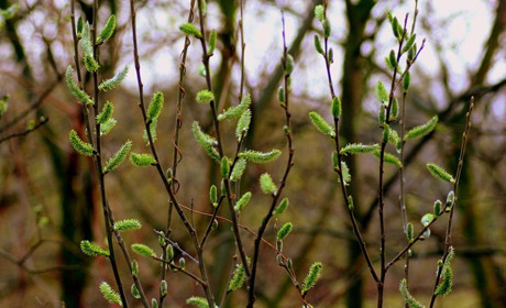 Погода у Старокостянтинові з 29 березня по 4 квітня: потеплішає до +16