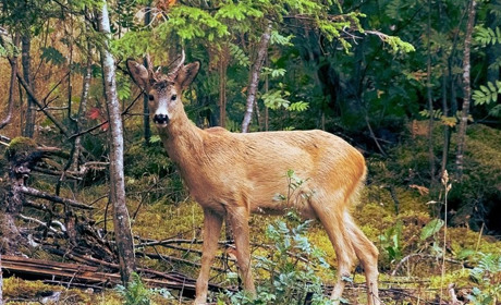На Гадяччині розпочинається "сезон тиші"
