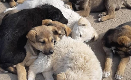 Притулок для собак - комунальний заклад чи волонтерство?