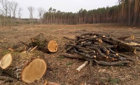 У Рафалівці вирубують дуби. Ми з’ясували, чи законно