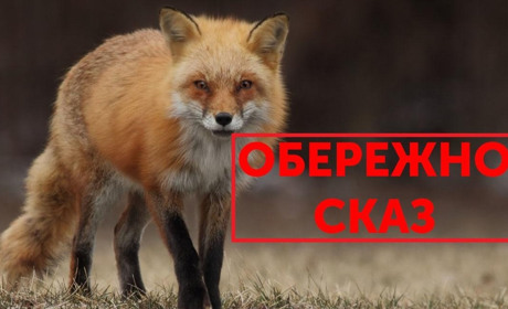 На Переяславщині скажена лисиця вкусила жінку