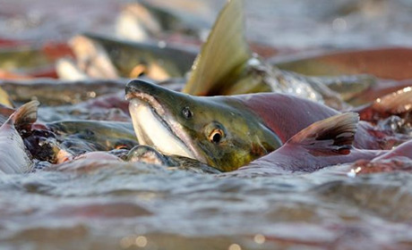 Нерест 2021: на Дніпропетровщині стартує заборона на вилов риби та раків. Дізнайся коли саме