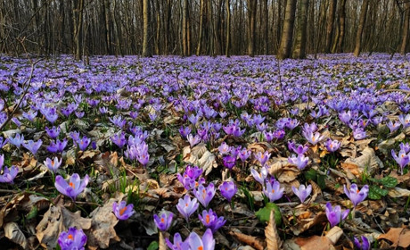 Неймовірна краса: на Чортківщині розквітла лісова галявина з крокусами (+ фото)