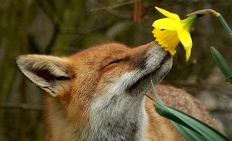 З 1 квітня – сезон тиші: штрафи та заборони