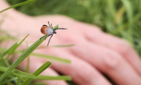 Поради сімейного лікаря Наталії Мариниченко: як вберегтися від кліщів