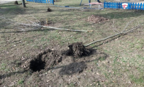 У Шостці сакури поломали діти заради розваги