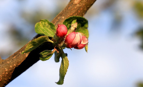 Погода у Старокостянтинові з 12 по 18 квітня: весняне тепло змінить похолодання