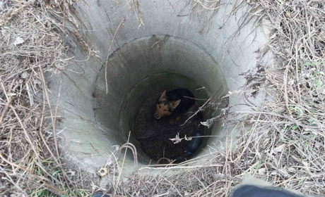 У Добропіллі надзвичайники врятували собаку, який впав у колодязь