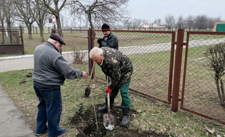 Біля міського ліцію №4 ліквідатори аварії на ЧАЕС посадили алею із беріз та лип