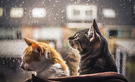 Посеред весни — похолодання і мокрий сніг. Коли потеплішає?