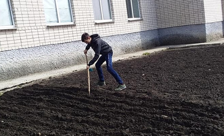 Шкільний двір Демино-Олександрівського ліцею прикрасять троянди, чорнобривці та майори