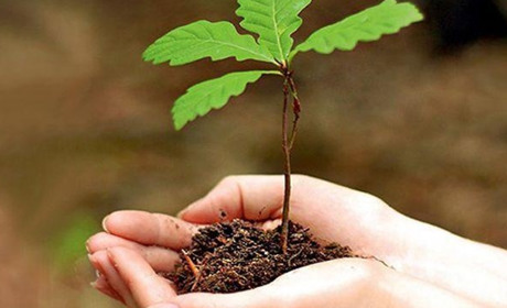 Не одними рубками! Лісівники району розповідають про садіння дерев