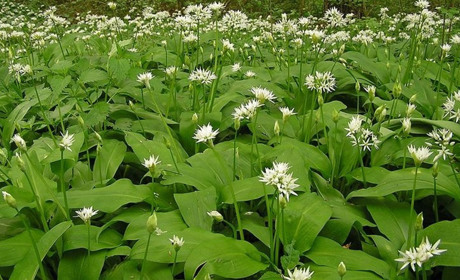 Смачна, корисна і...червонокнижна: цікаві факти про черемшу або "ведмежу цибулю"